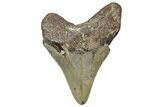 Fossil Megalodon Tooth - North Carolina #328266-1